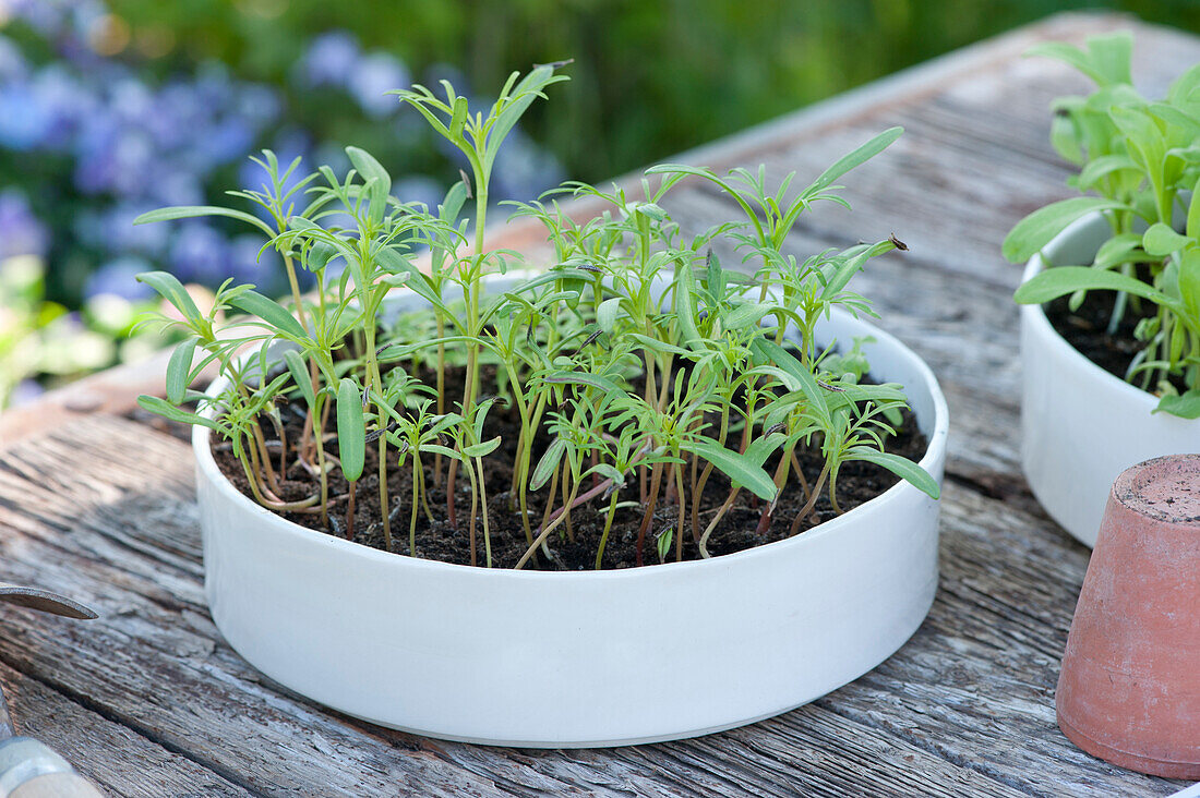Sowing bowl with seedlings in a white bowl