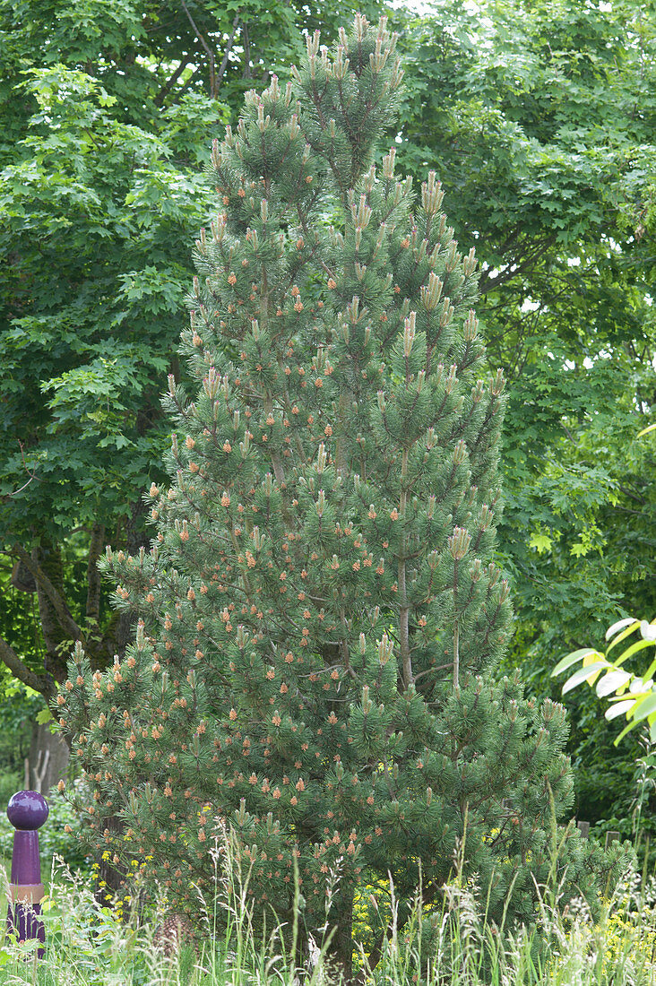 The Swiss stone pine grows triangular when young
