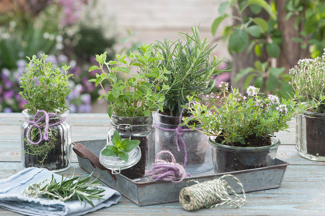 Herbs arranged as table decoration in glass vases: rosemary, savory, oregano, and marjoram