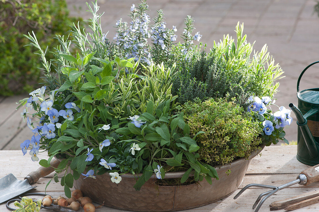 Zinc tray as a herb garden: sage, lavender 'Platinum Blonde', lemon thyme 'Golden King', horned violet, thyme, rosemary and honeydew melon sage