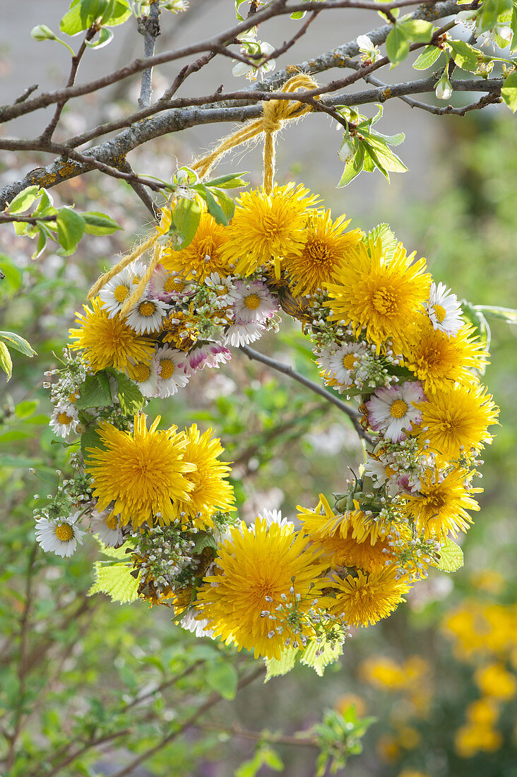 Wreath of dandelion, daisies and field pennycress hanging from a branch