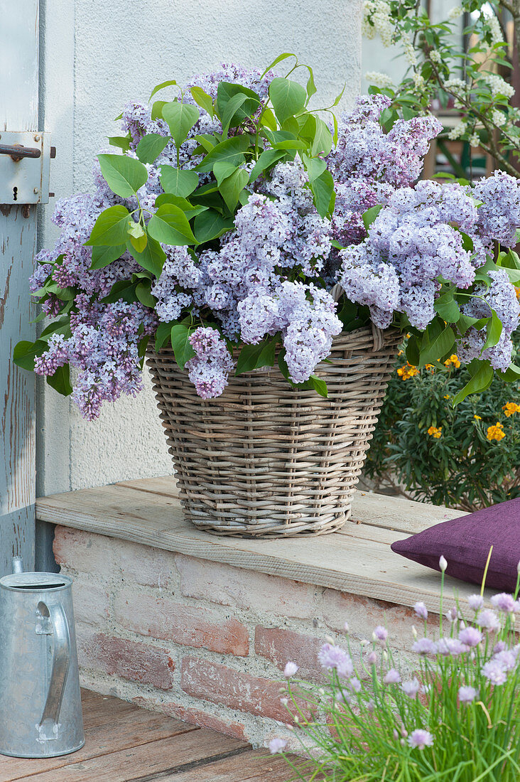 Lush Lilac Bouquet In Basket Vase