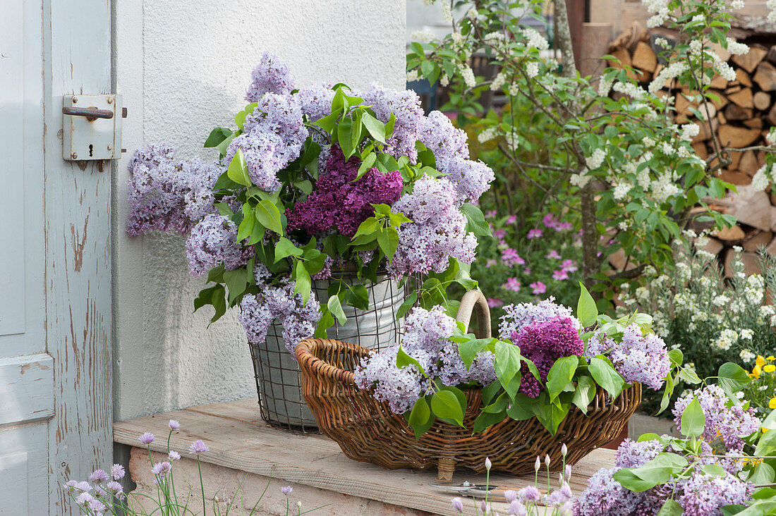 A lush bouquet of lilacs and freshly cut lilac branches in the basket