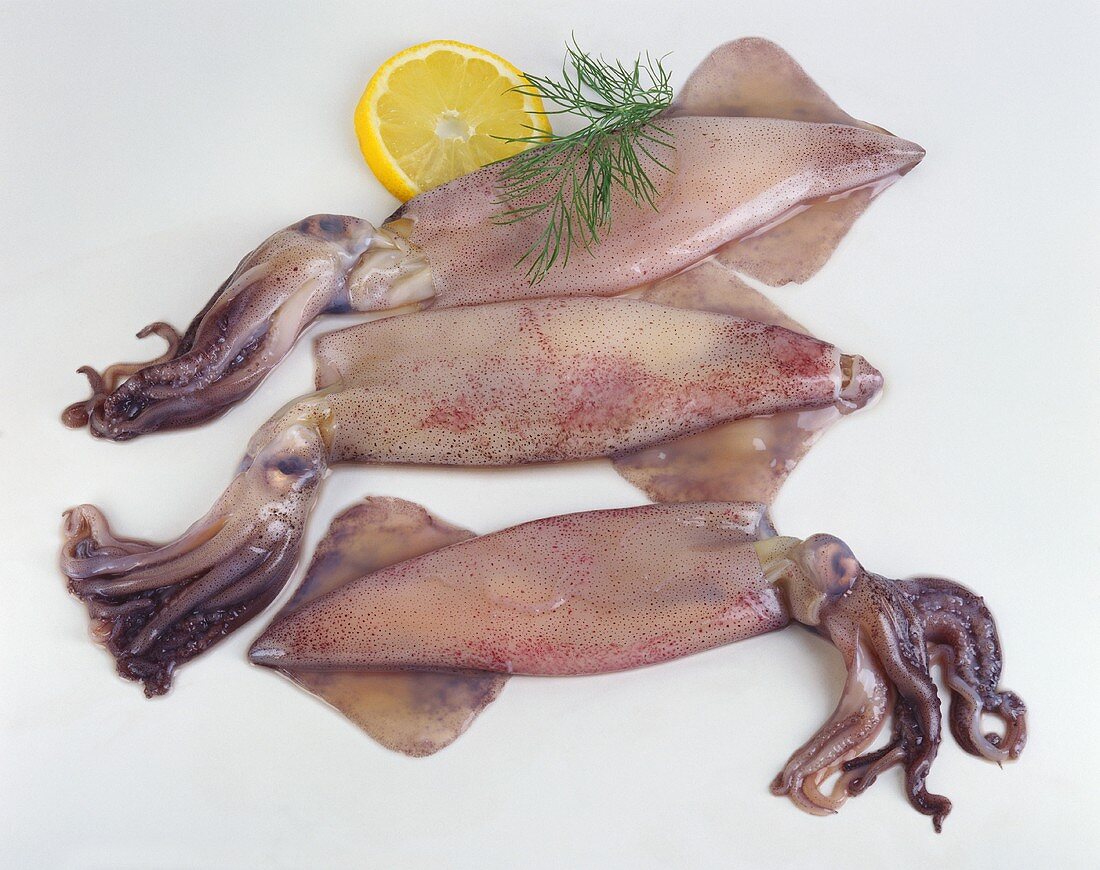 Three squid with slice of lemon and sprig of dill