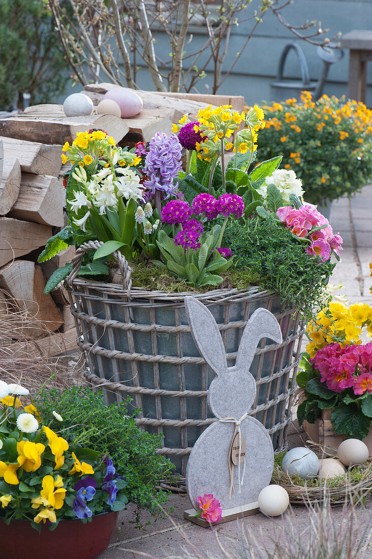 Osterterrasse mit Kugelprimeln, Hyazinthen, Schlüsselblumen, Frühlingsprimeln, Thymian, Hornveilchen, Tausendschön und Traubenhyazinthen, Holz-Osterhase und Osternest mit Ostereiern