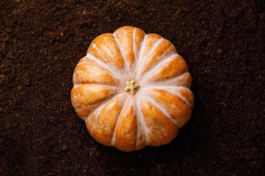 Ripe fresh Pumpkin on black ground background