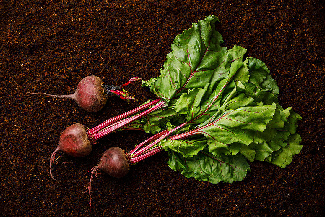 Ripe fresh Beet root on black ground background