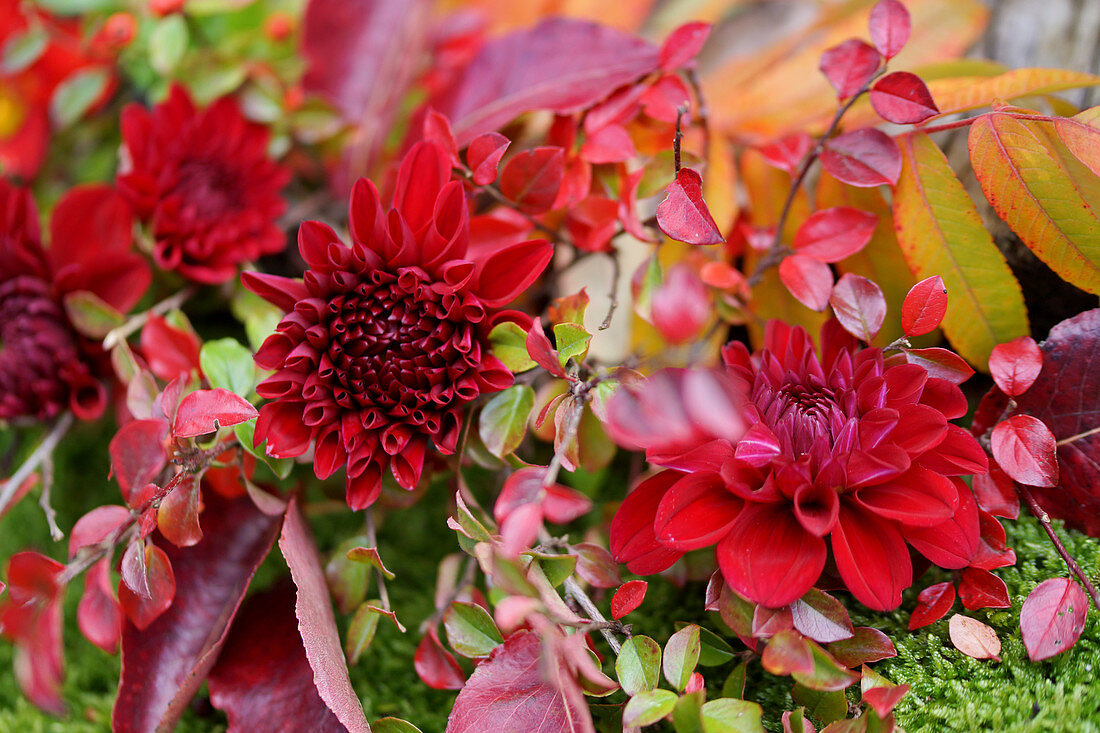 Dahlias and sprigs of leaves