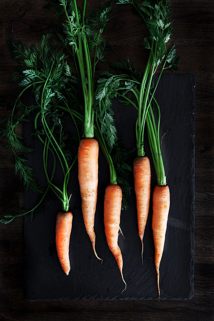Fresh carrots with carrot tops on a dark wooden background