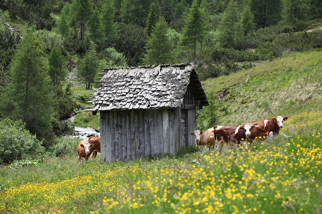Cows in a pasture with a small wooden hut
