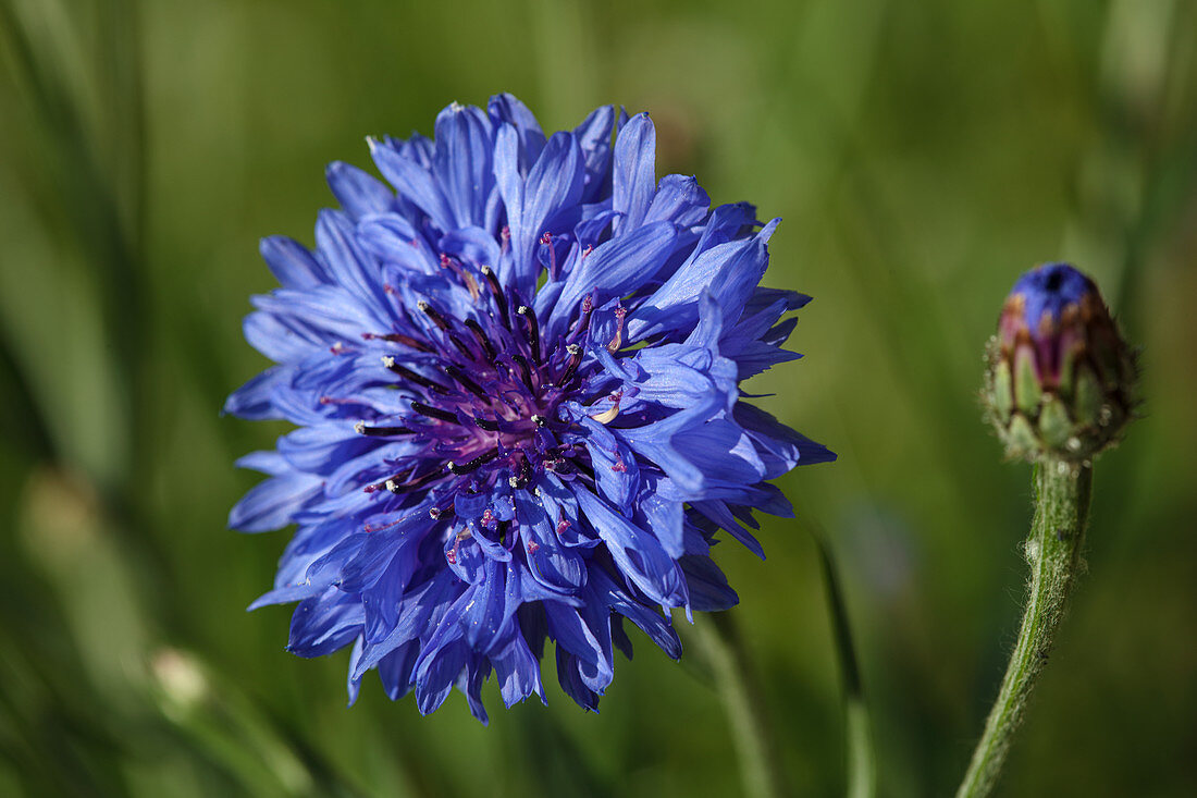 Blühende Kornblume