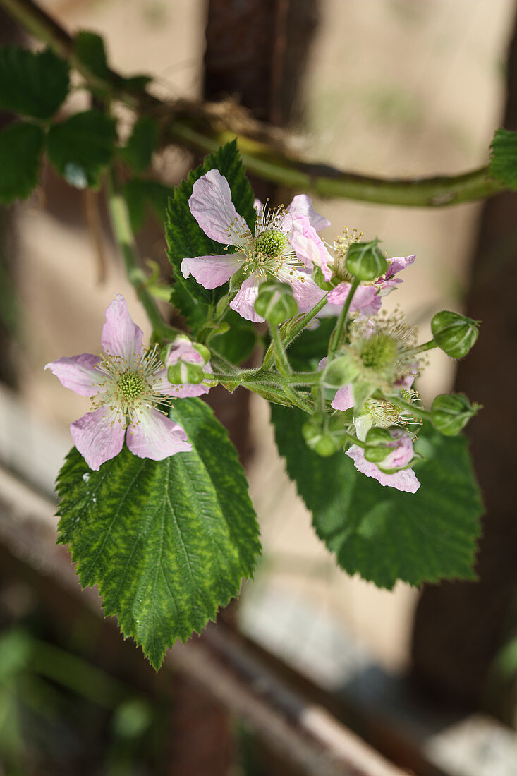 Brombeerblüten