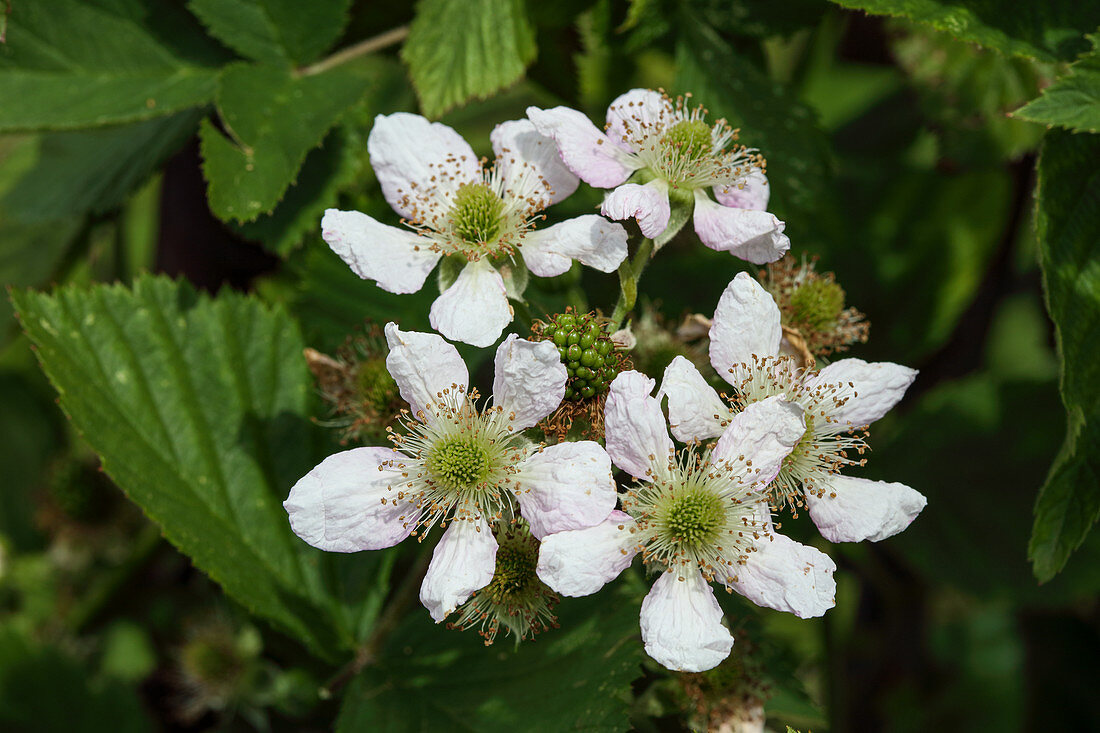 Brombeerblüten