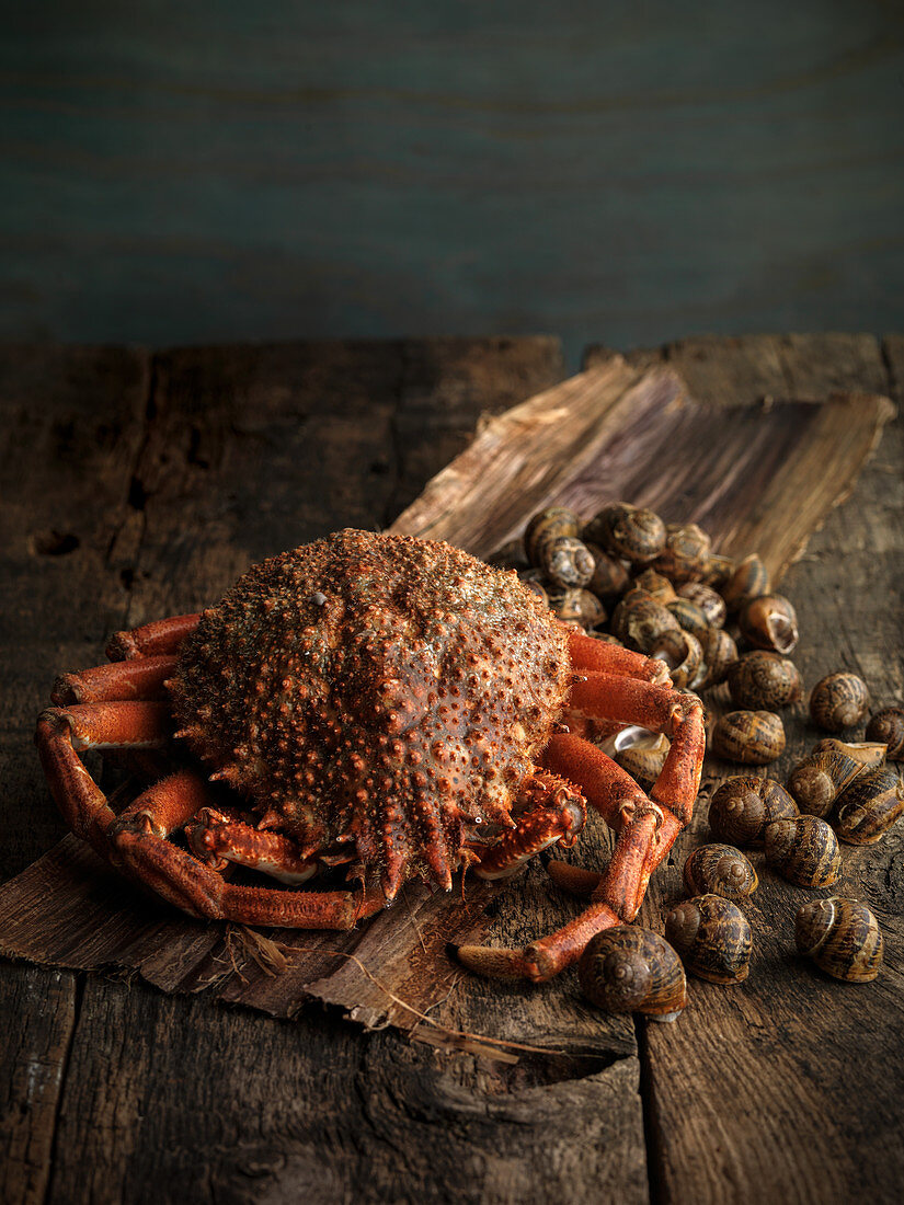 Seespinnen und Schnecken