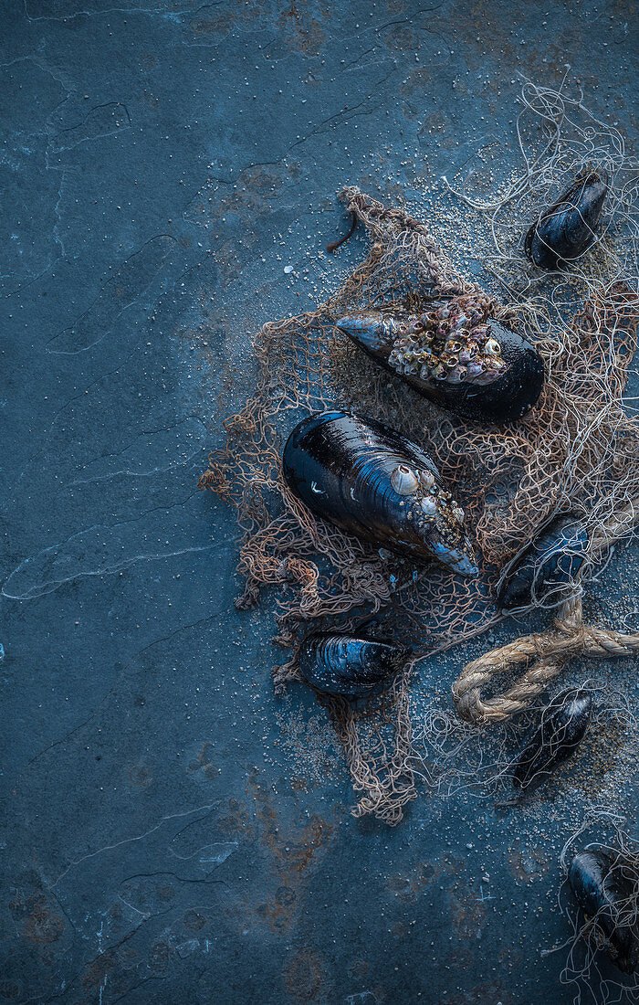 Miesmuscheln auf dunkelblauem Untergrund