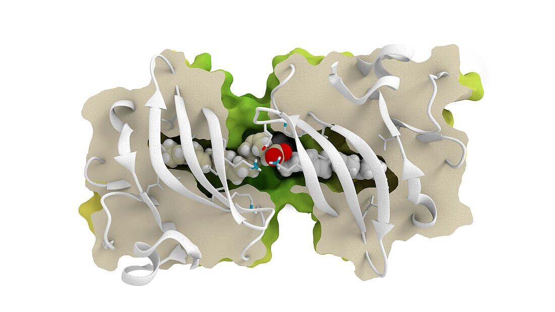 Beta-lactoglobulin protein molecule, illustration