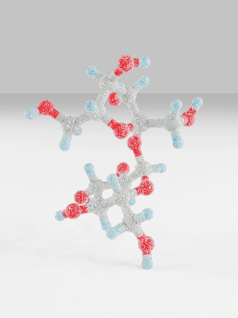 Sucrose, molecular model