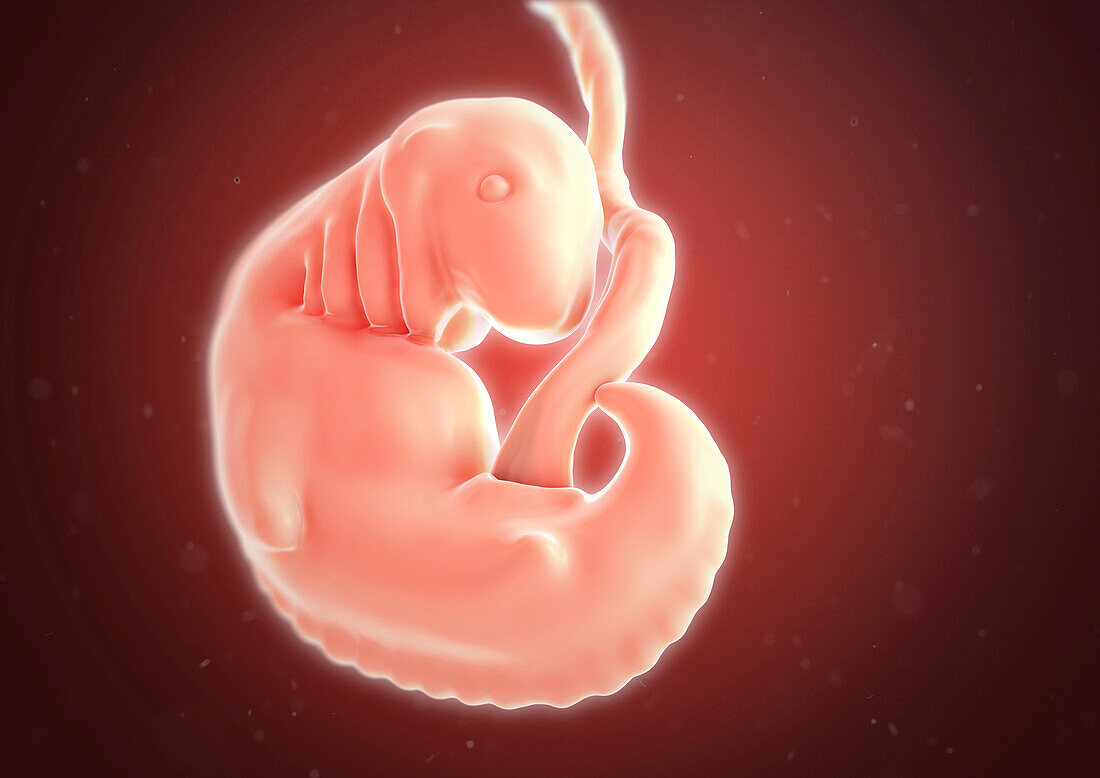 Human embryo at 6 weeks, illustration