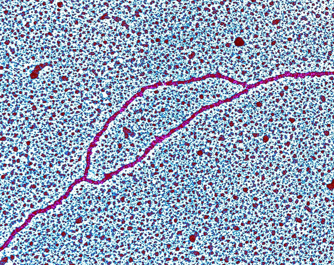 DNA replication at bubble stage, TEM