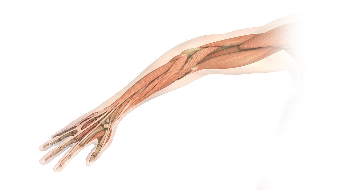 Muscles and tendons of the hand and arm, illustraiton