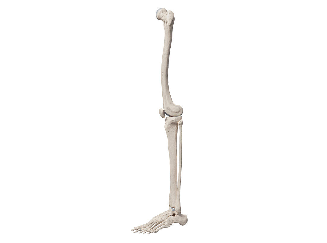 Bones of the leg, illustration
