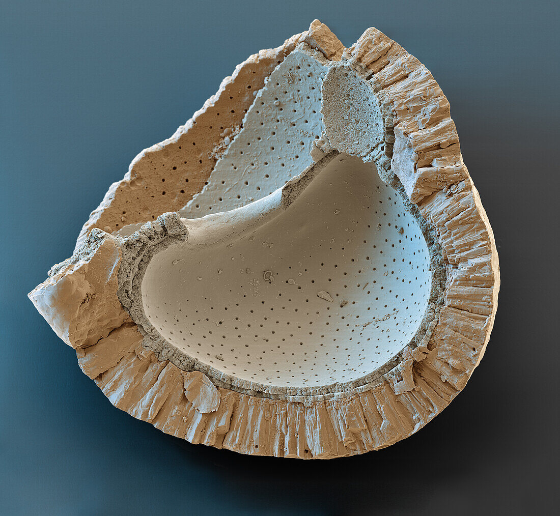Foraminiferan fragment, SEM