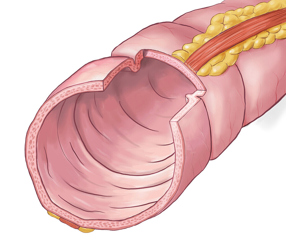 Anatomy of the colon, illustration
