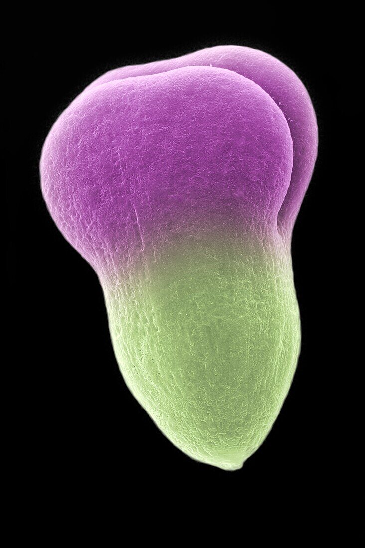 Developing embryo of Brassica campestris