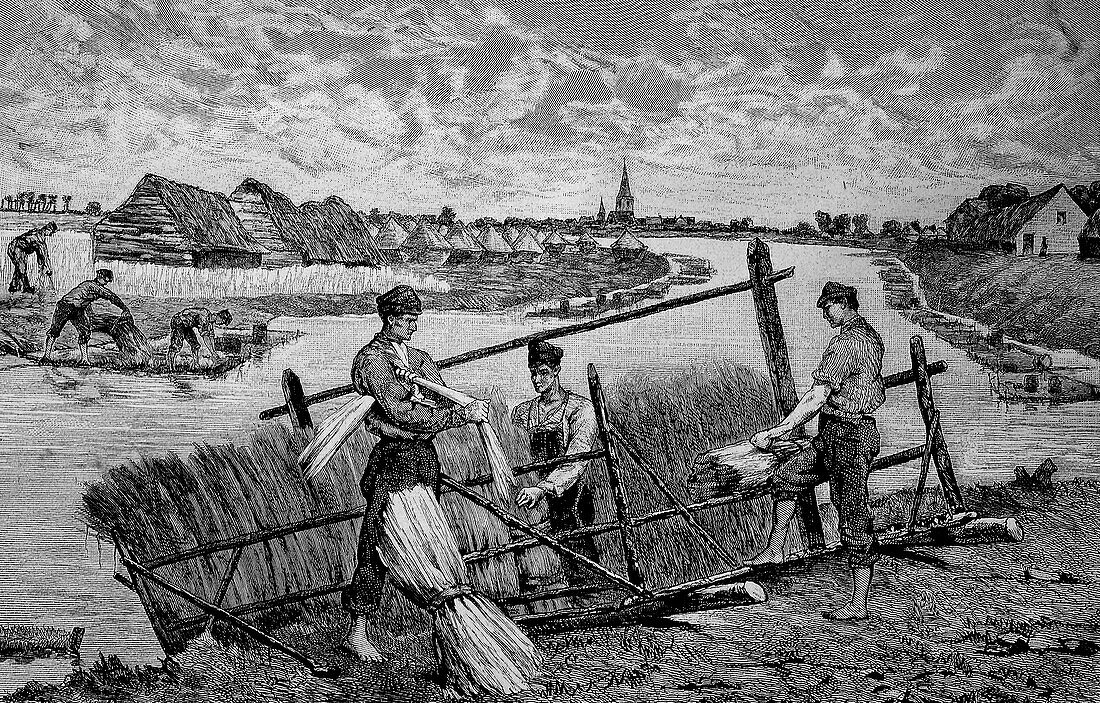 Harvesting of flax, 19th century illustration
