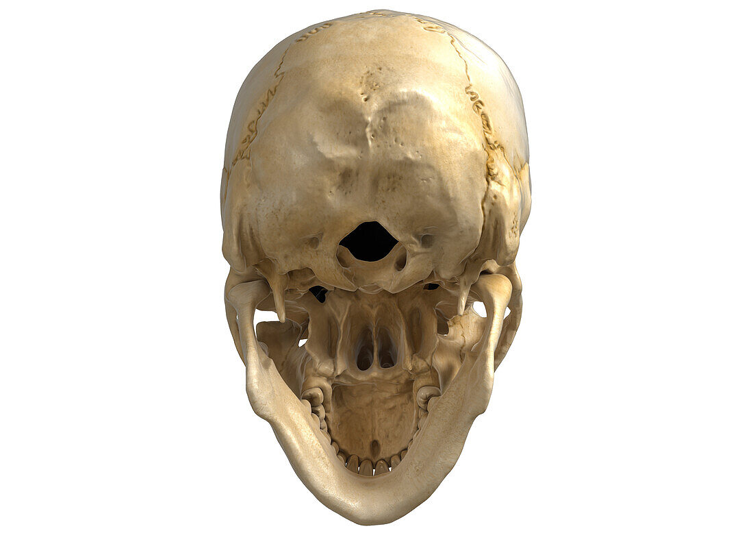 Human skull viewed from below, illustration