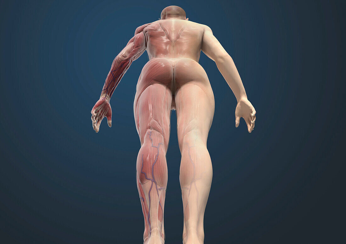 Muscular system viewed from behind, illustration