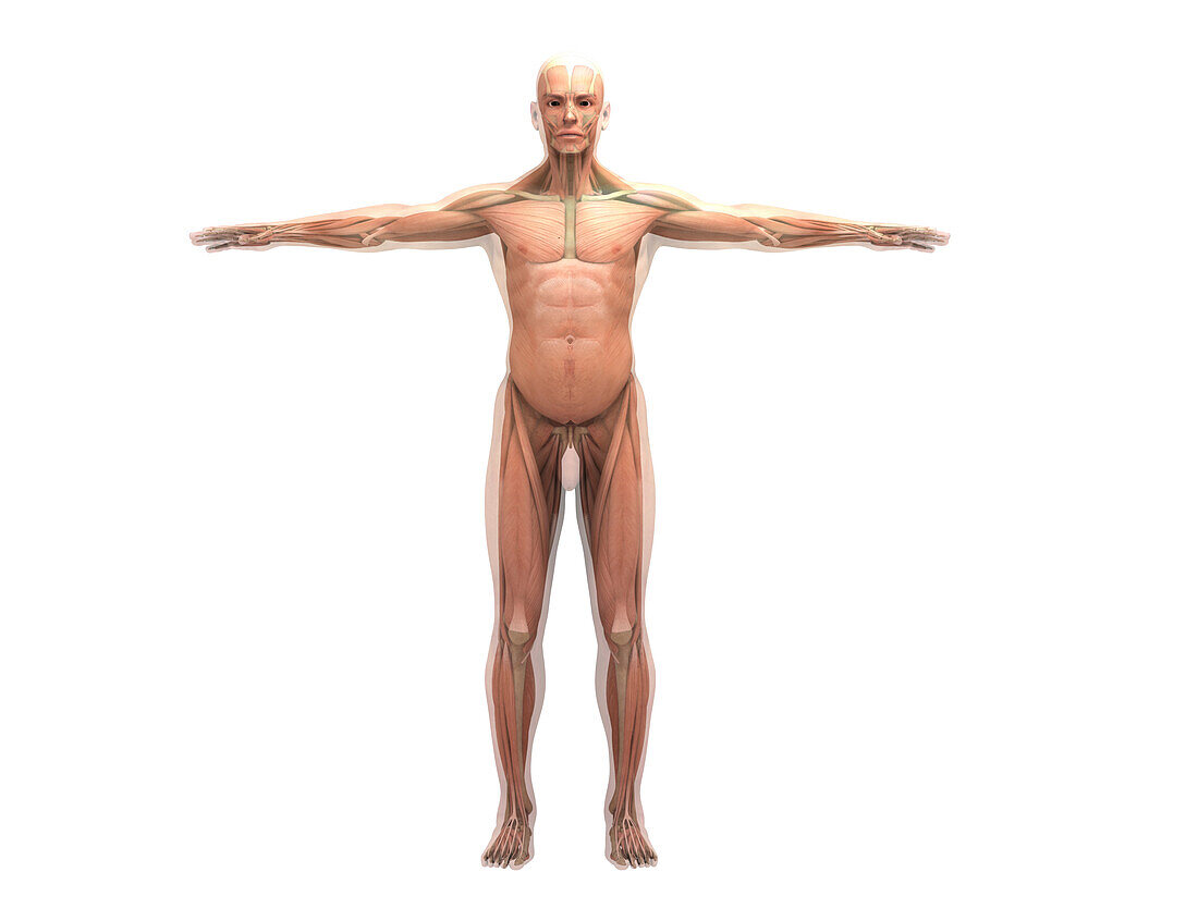 Muscular system, illustration