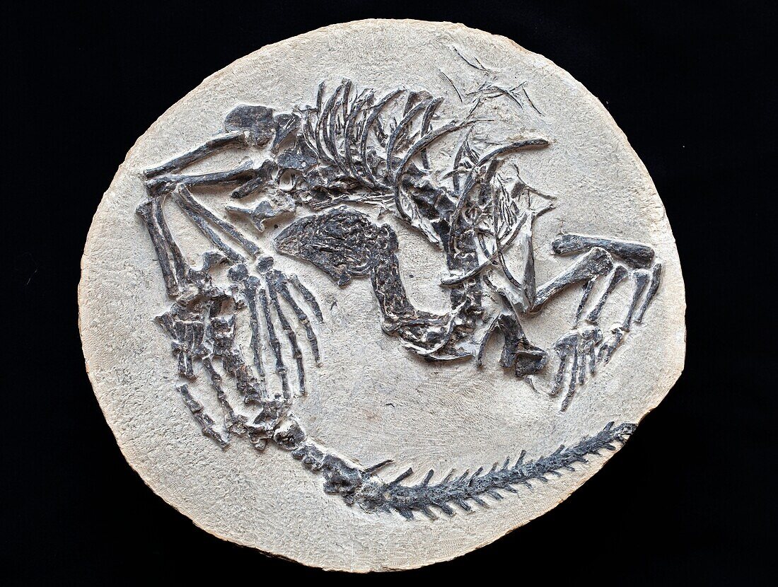 Claudiosaurus reptile fossil