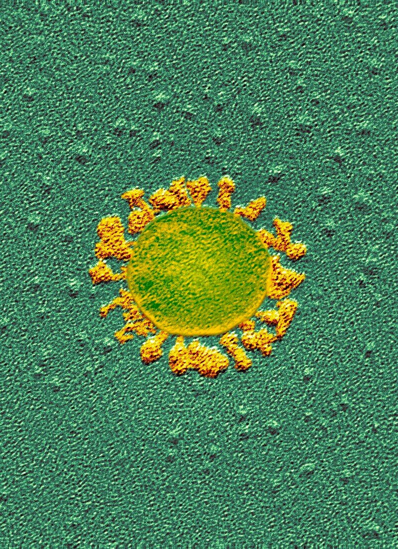 Covid-19 coronavirus, TEM