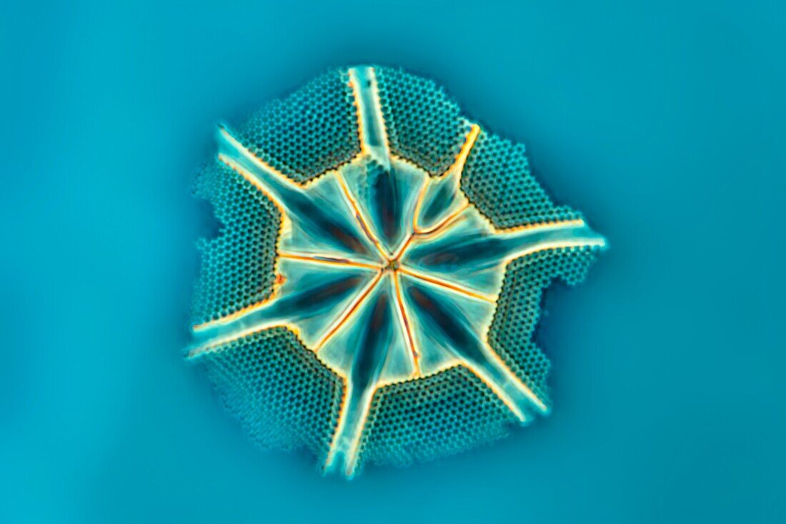 Fragment of a diatom, light micrograph