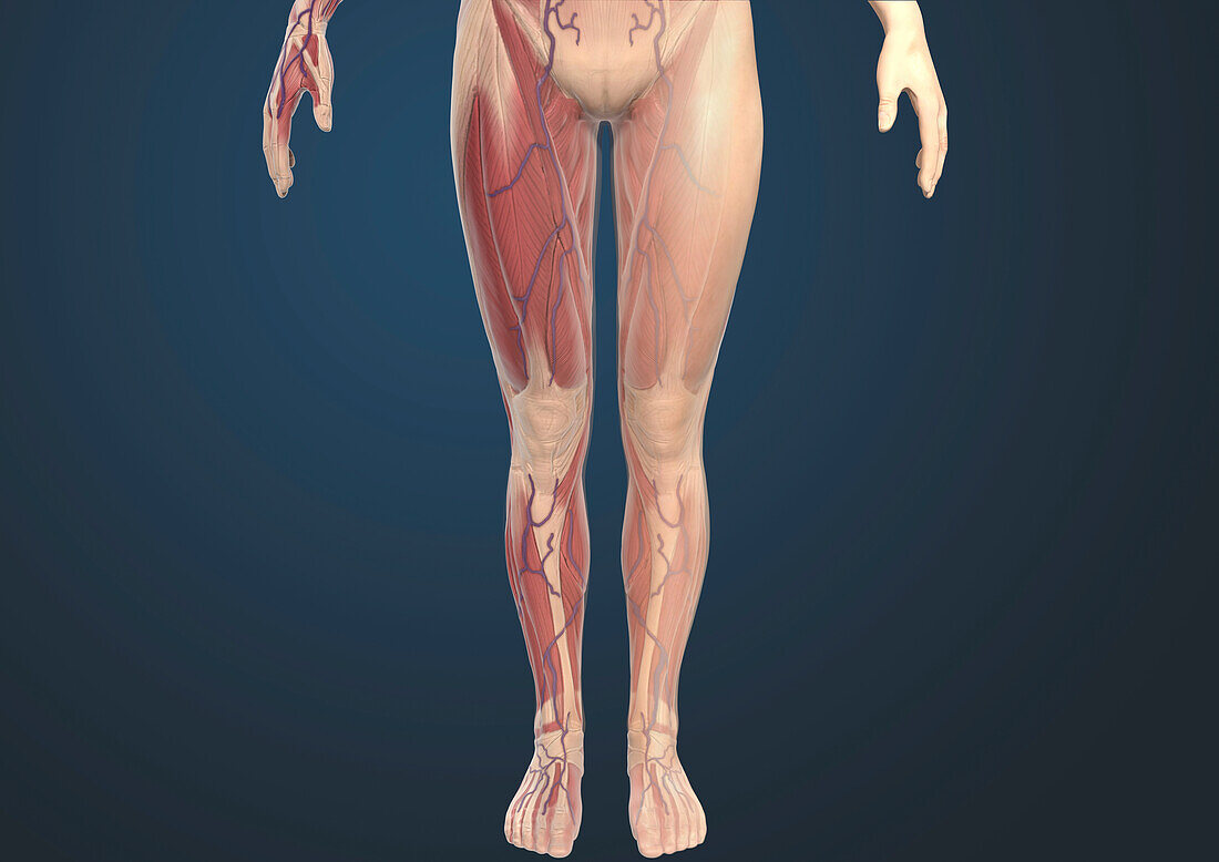 Female leg anatomy, illustration