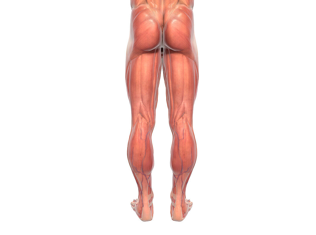 Male leg musculature, illustration