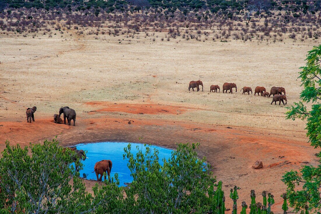 Herd of elephants, Tsavo National Park, Kenya