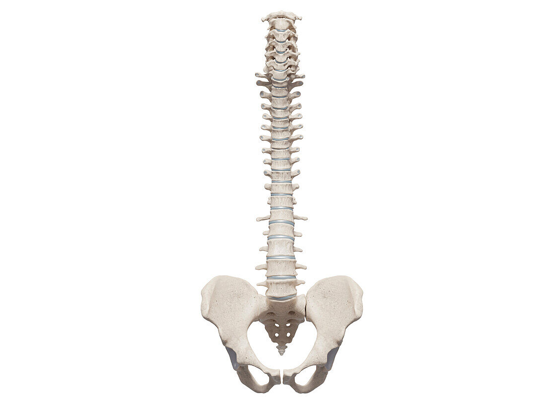 Human spine with pelvis, illustration