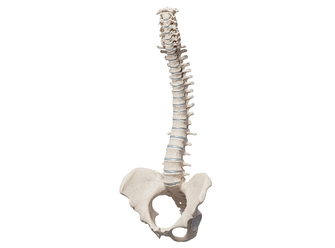 Human spine and pelvis, illustration
