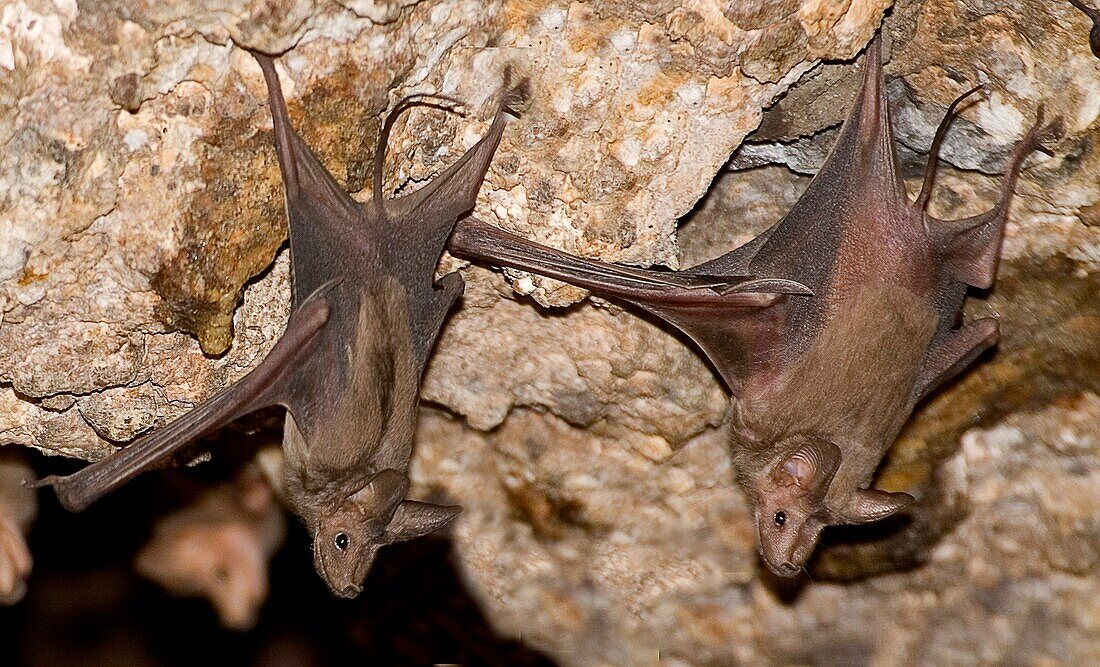 Greater mouse-tailed bats