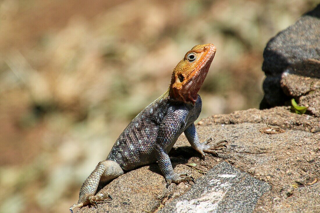 Male red-headed rock agama