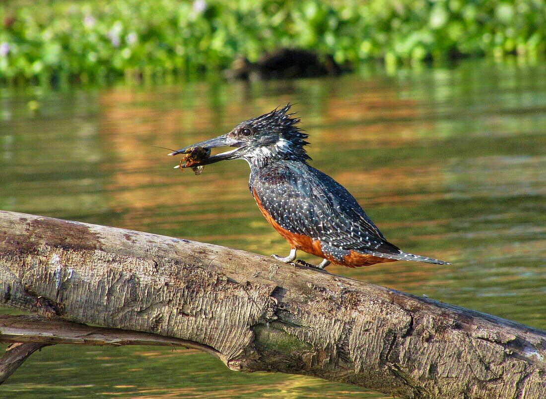 Giant kingfisher