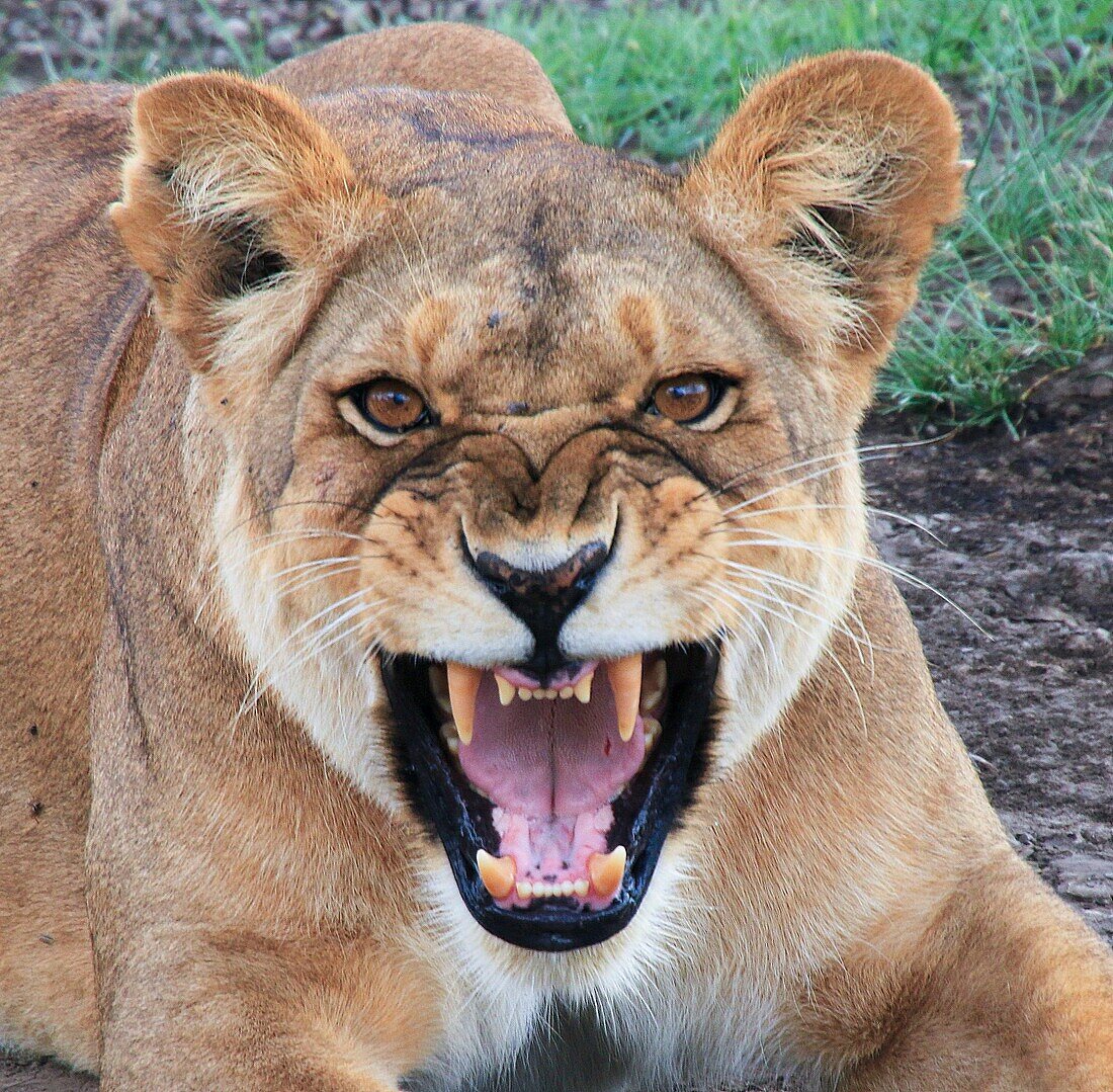 Roaring female African lion