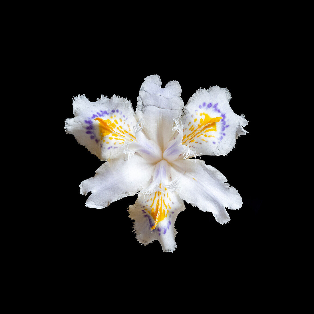 Butterfly flower (Iris japonica)