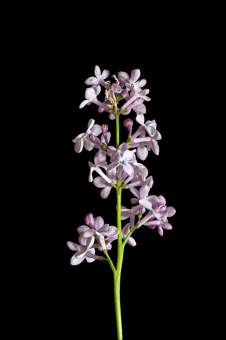 Inflorescence of a lilac (Syringa vulgaris) ornamental shrub