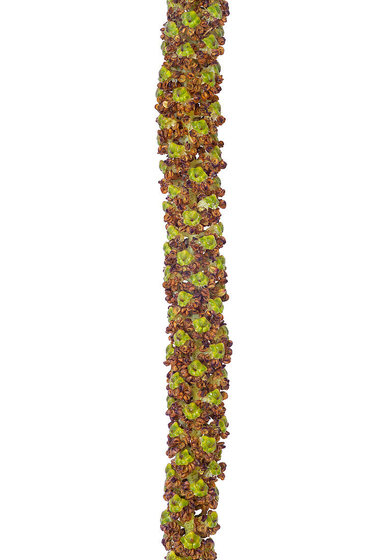 Ament flower cluster of an Italian alder (Alnus cordata)
