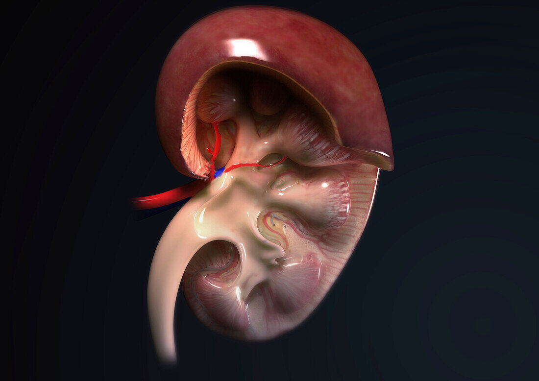 Kidney anatomy, illustration