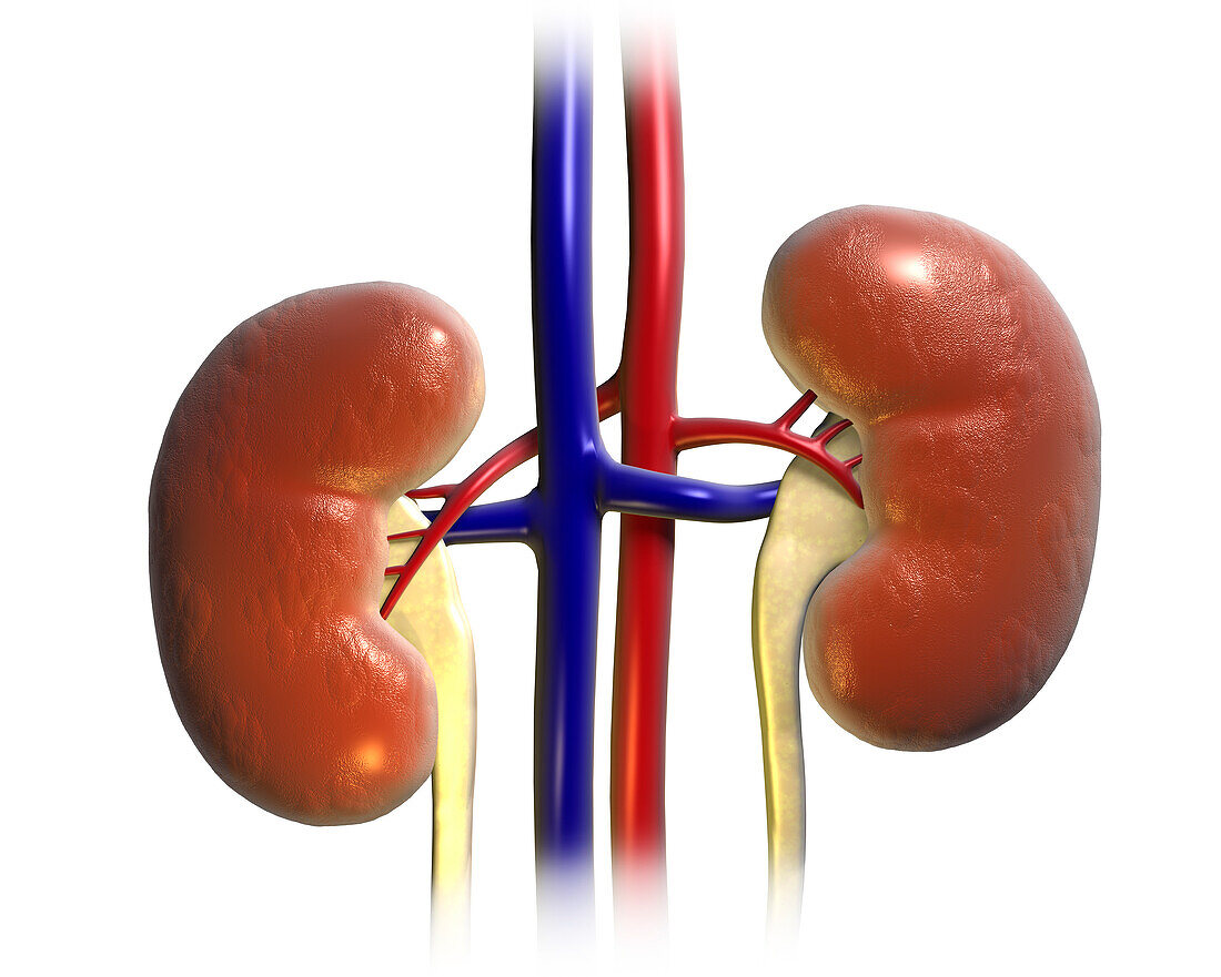 Kidney anatomy, illustration