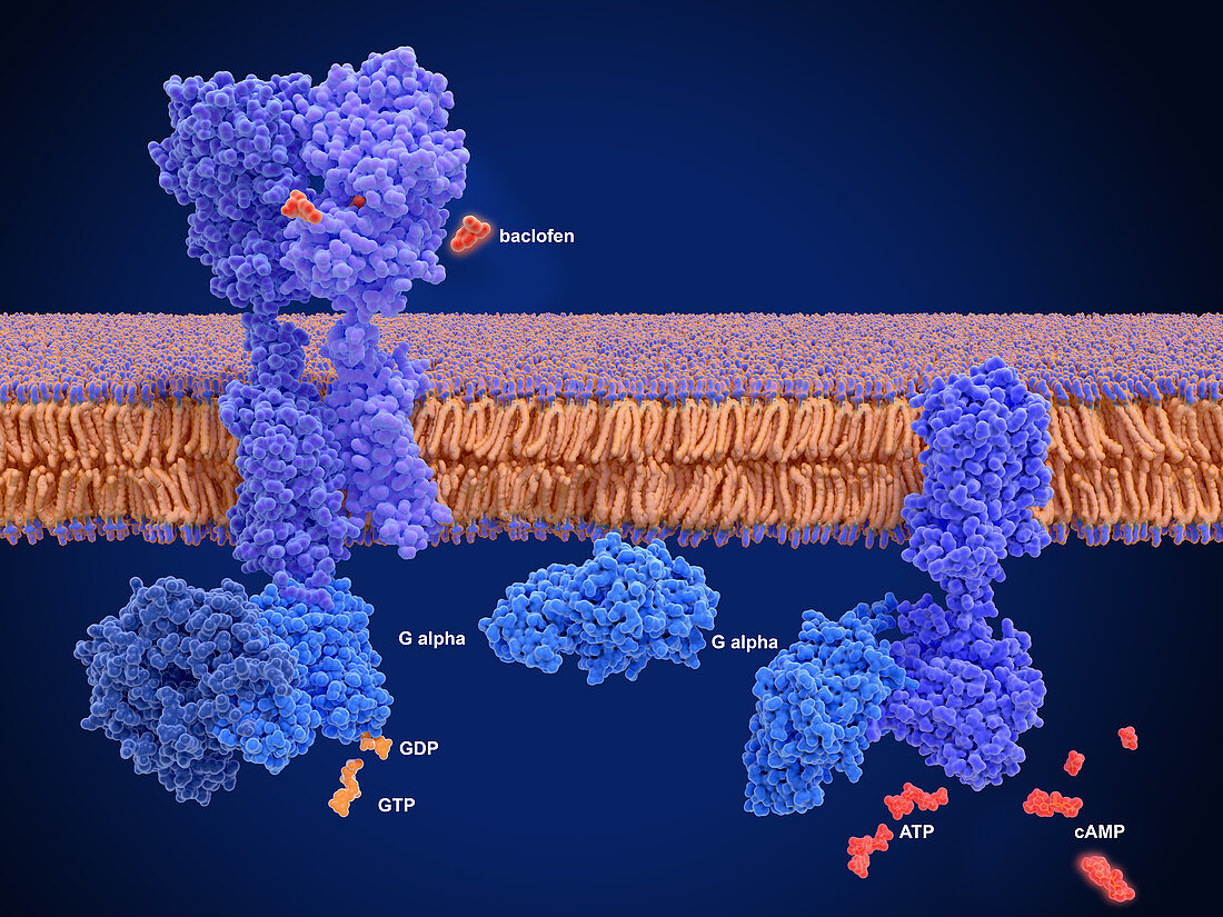 GABA-B receptor binding to baclofen, molecular model